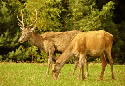 Bild-Nr: 11056327 Herr und Frau Hirsch Erstellt von: GUGIGEI