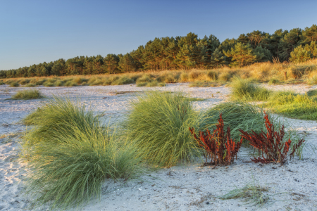 Bild-Nr: 11057441 Strandpuscheln Erstellt von: Daniela Beyer