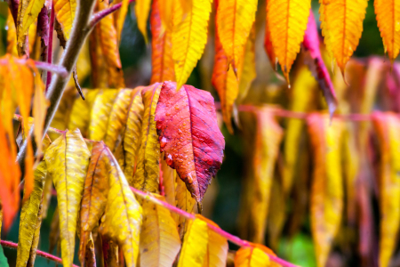 Bild-Nr: 11058001 Herbstfarben Erstellt von: wompus