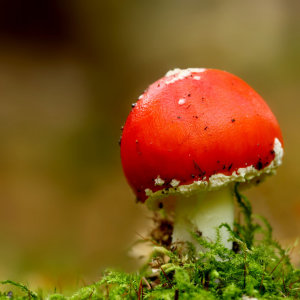 Bild-Nr: 11058683 Fliegenpilz Erstellt von: Heike  Hultsch