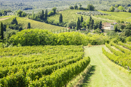 Bild-Nr: 11060101 Tuscany Wine Erstellt von: Markus Gann