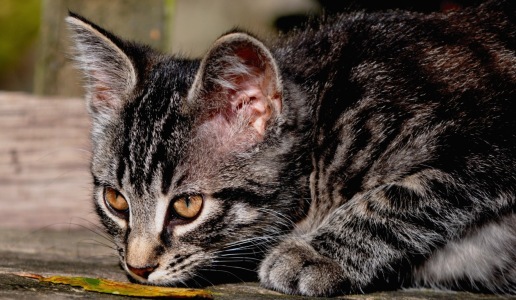 Bild-Nr: 11061351 Blatt und Kater Erstellt von: Sabineleifels