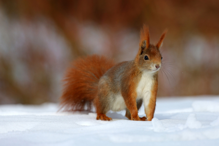 Bild-Nr: 11064039 rotes Eichhörnchen Erstellt von: Marcel Schauer