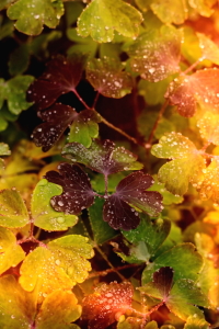 Bild-Nr: 11064435 Herbstlaub Erstellt von: Christine Bässler