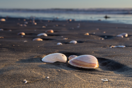 Bild-Nr: 11065505 Muscheln am Strand Erstellt von: TomKli