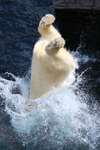 Bild-Nr: 11065533 Sprung ins Eiswasser Erstellt von: RebelPics