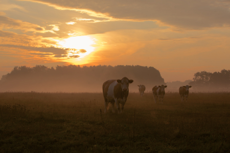 Bild-Nr: 11069557 Herbstnebelzauber  Erstellt von: Jens Kalanke