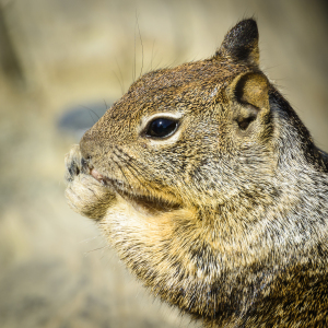 Bild-Nr: 11073659 Squirell 2 Erstellt von: DenisFeiner