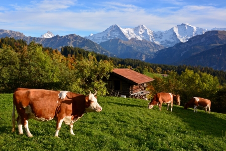 Bild-Nr: 11075397 Alpenidylle Erstellt von: Bettina Schnittert