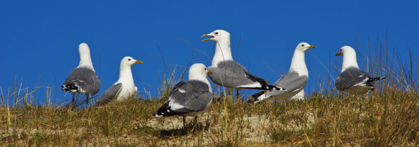 Bild-Nr: 11077159 Möwen - Insel Amrum Erstellt von: Angela  Dölling