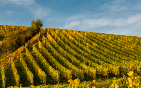 Bild-Nr: 11078867 Weinlesezeit III Erstellt von: Erhard Hess