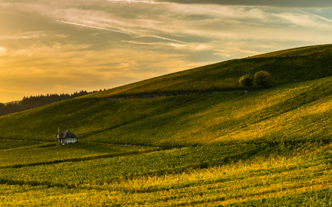 Bild-Nr: 11079747 Goldener Weinberg Erstellt von: Erhard Hess