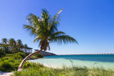 Bild-Nr: 11085299 Palmenstrand in den Florida Keys Erstellt von: Circumnavigation