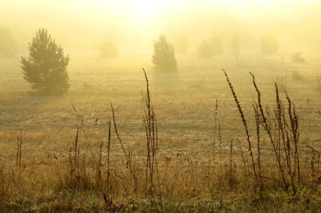 Bild-Nr: 11089093 Goldener Morgen Erstellt von: Ostfriese