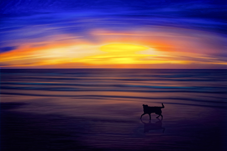 Bild-Nr: 11089705 Dog enjoying the evening atmosphere on the beach Erstellt von: Stefan Kierek