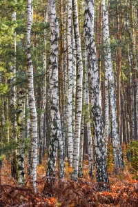 Bild-Nr: 11089785 Herbst im Birkenwald Erstellt von: Daniela Beyer