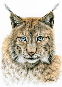 Bild-Nr: 11092453 Der Luchs - The Lynx Erstellt von: NicoleZeug