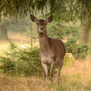 Bild-Nr: 11097937 Hirschkuh Erstellt von: GUGIGEI