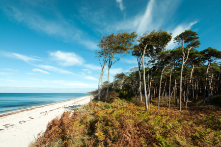 Bild-Nr: 11098279 Ostseeküste - Weststrand am Darß Erstellt von: Reiner Würz