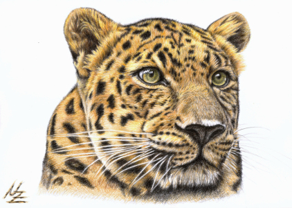 Bild-Nr: 11099881 Der Leopard Erstellt von: NicoleZeug