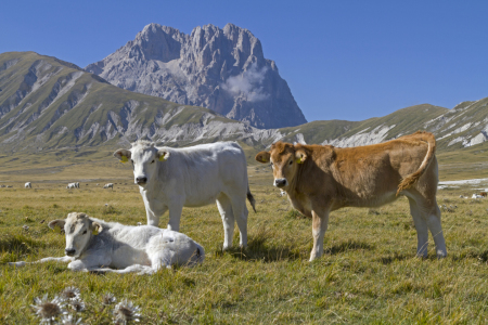 Bild-Nr: 11100635 Kühe vor dem Corno Grande Erstellt von: EderHans