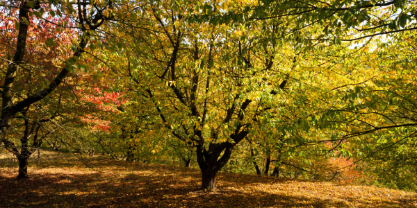 Bild-Nr: 11105463 Herbst im Wäldchen Erstellt von: Reiner Würz