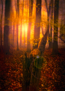 Bild-Nr: 11109039 A light in the forest Erstellt von: Stefan Kierek