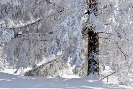 Bild-Nr: 11109795 Weiße Winterpracht Erstellt von: IngeborgF