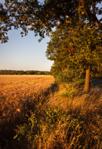 Bild-Nr: 11111399 Graben am Feld Erstellt von: Gilidhor