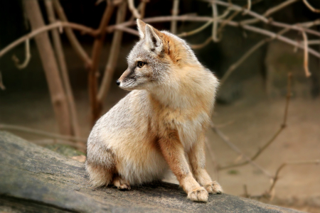 Bild-Nr: 11116585  Korsakfuchs  Erstellt von: Heike  Hultsch