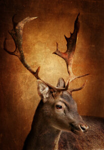 Bild-Nr: 11117348 Der Hirsch mit dem goldenen Geweih Erstellt von: Heike  Hultsch