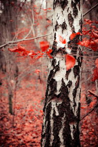 Bild-Nr: 11118258 Roter Wald Erstellt von: hannes cmarits