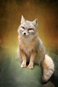 Bild-Nr: 11123156 Fuchs Erstellt von: Heike  Hultsch