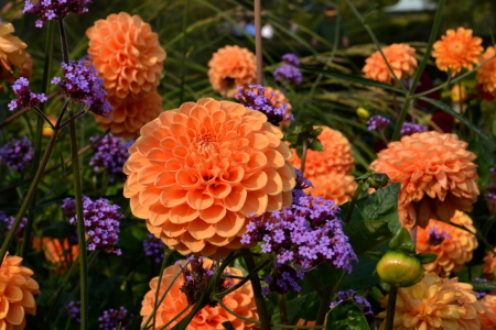 Bild-Nr: 11127196 Herbstblumen Erstellt von: Ostfriese