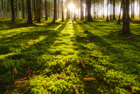 Bild-Nr: 11128772 GREEN CARPET Soft Focus Erstellt von: DenisFeiner