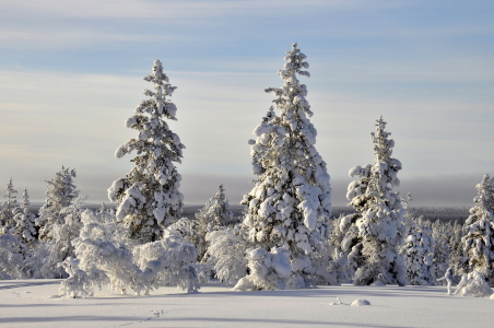 Bild-Nr: 11131554 Winter in Finnland Erstellt von: GUGIGEI