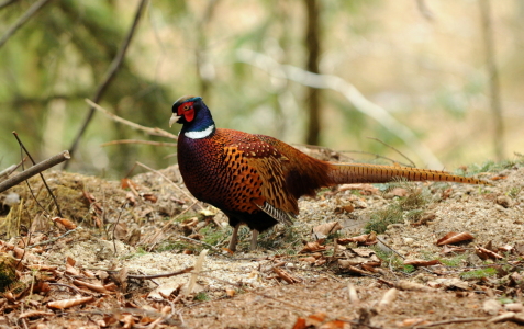 Bild-Nr: 11139390 F A S A N Erstellt von: VOLKER60