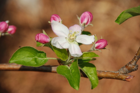 Bild-Nr: 11140806 Apfelblüte Erstellt von: GUGIGEI