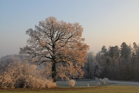 Bild-Nr: 11141044 Winterträume Erstellt von: brunosch