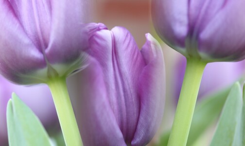 Bild-Nr: 11141144 tulips, violet Erstellt von: csausbs