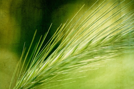 Bild-Nr: 11143898 Cerials Erstellt von: youhaveadream