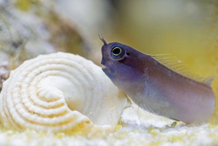 Bild-Nr: 11145954 Schleimfisch - Ecsenius melarchus Erstellt von: Thomas Herzog