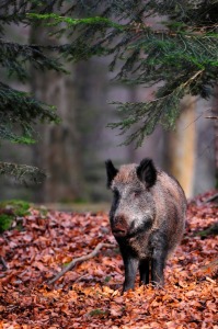 Bild-Nr: 11146374 Wildschwein Erstellt von: Plettenberger