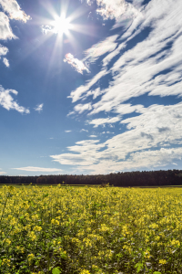 Bild-Nr: 11147718 Raps und Sonne Erstellt von: TomKli