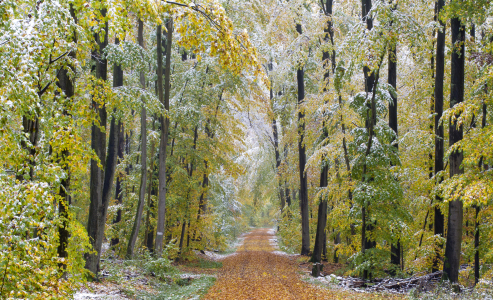 Bild-Nr: 11149138 erster schnee Erstellt von: Volker Müther