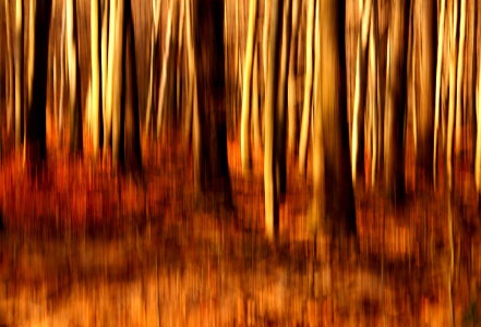 Bild-Nr: 11151650 Herbstwald abstrakt Erstellt von: Heike  Hultsch