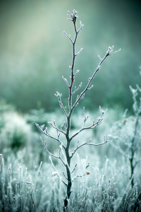 Bild-Nr: 11151748 Wintertraum 02 Erstellt von: Ute Averkamp