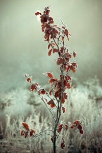 Bild-Nr: 11151892 Frost 01 Erstellt von: Ute Averkamp