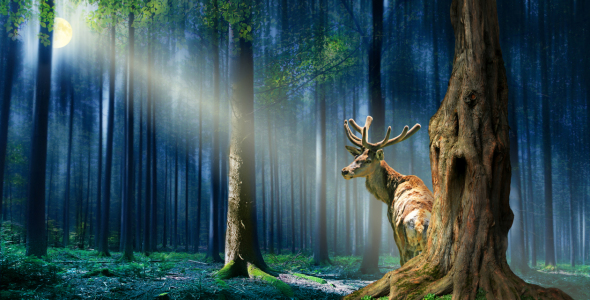 Bild-Nr: 11155282 Im mystischen Wald Erstellt von: Mausopardia