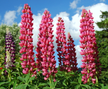 Bild-Nr: 11156564 Lupinen Erstellt von: GUGIGEI